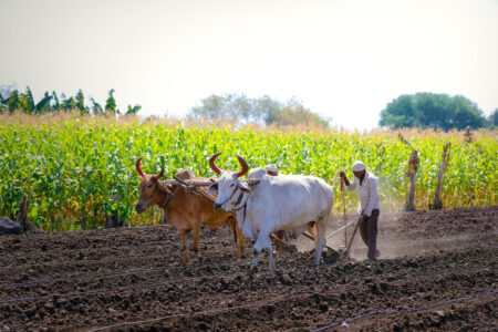 Draft Animal Power vs. Biofuel Farming Image
